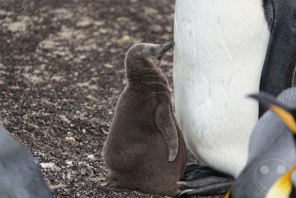 Falklandinseln (Malvinen) - Saunders Island