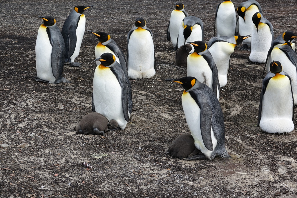 Falklandinseln (Malvinen) - Saunders Island