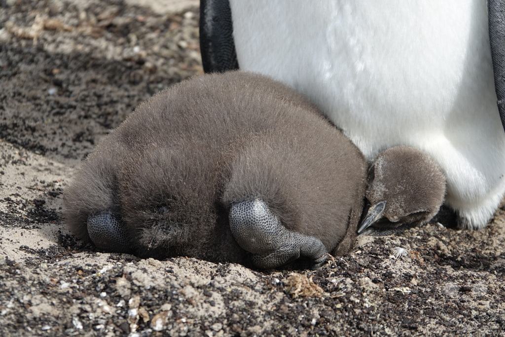 Falklandinseln (Malvinen) - Saunders Island