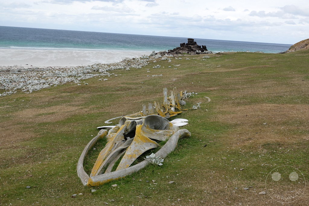 Falklandinseln (Malvinen) - Saunders Island