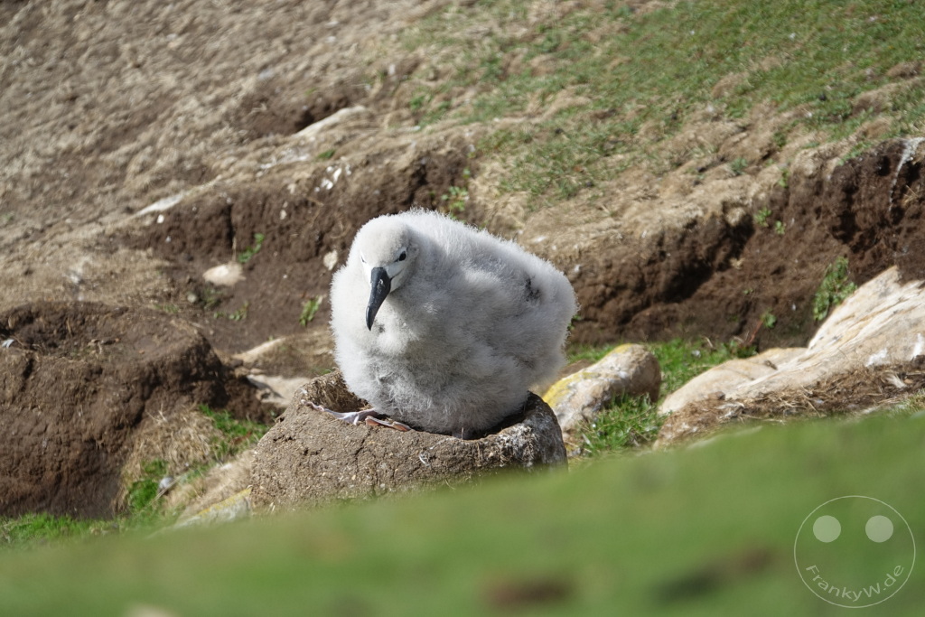 Falklandinseln (Malvinen) - Saunders Island