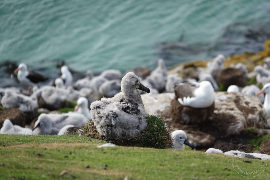 Falklandinseln (Malvinen) - Saunders Island