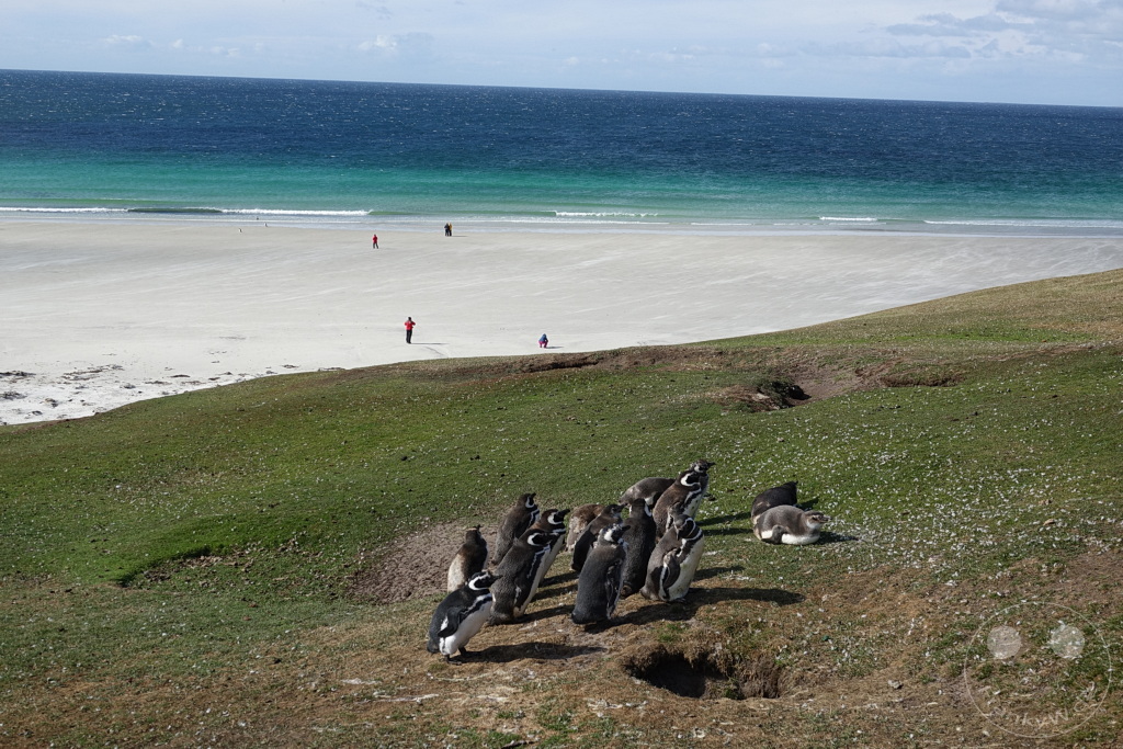 Falklandinseln (Malvinen) - Saunders Island