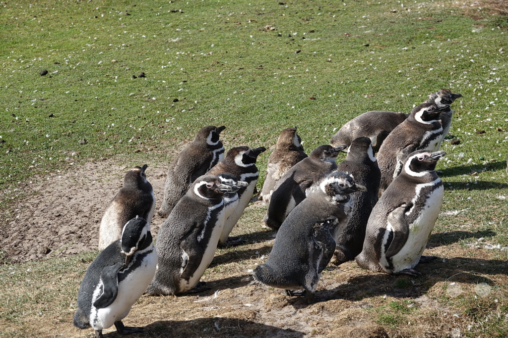 Falklandinseln (Malvinen) - Saunders Island