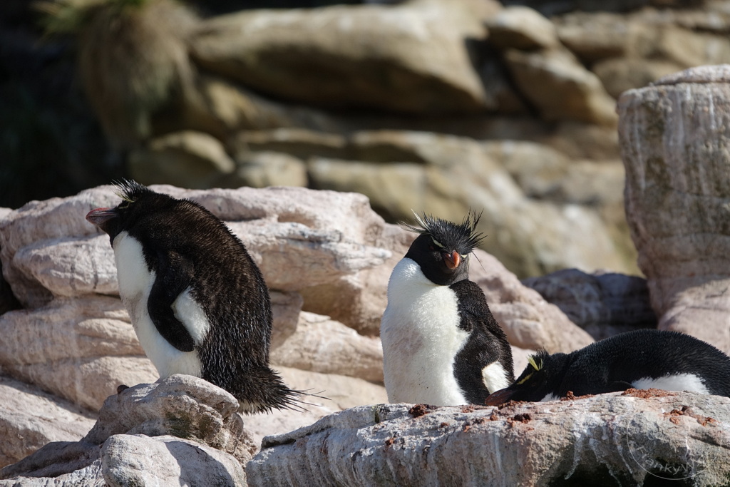 Falklandinseln (Malvinen) - Saunders Island