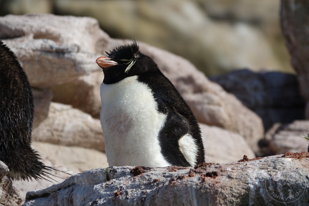 Falklandinseln (Malvinen) - Saunders Island