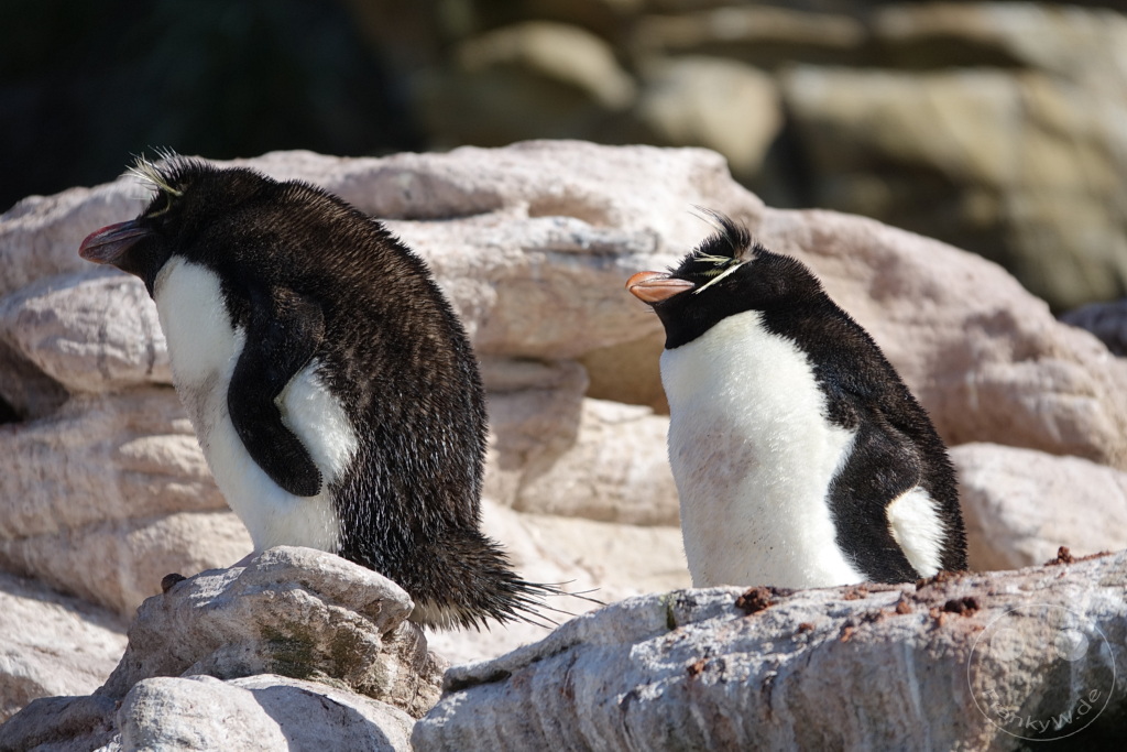 Falklandinseln (Malvinen) - Saunders Island