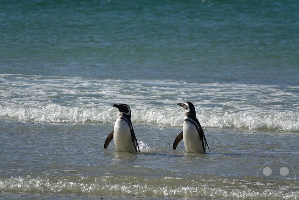 Falklandinseln (Malvinen) - Saunders Island