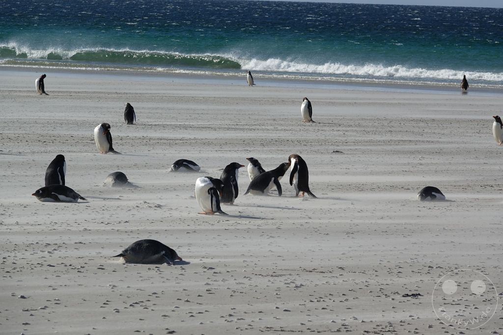 Falklandinseln (Malvinen) - Saunders Island