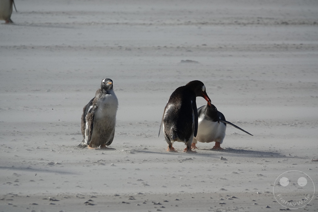 Falklandinseln (Malvinen) - Saunders Island