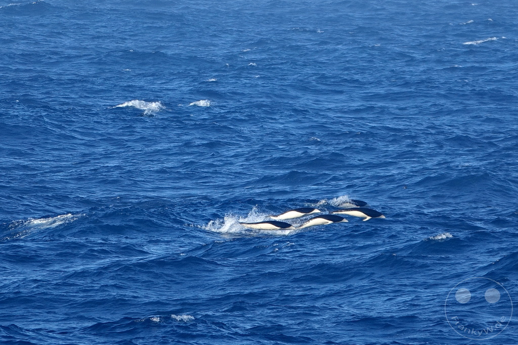 Zwischen den Falklandinseln und Südgeorgien