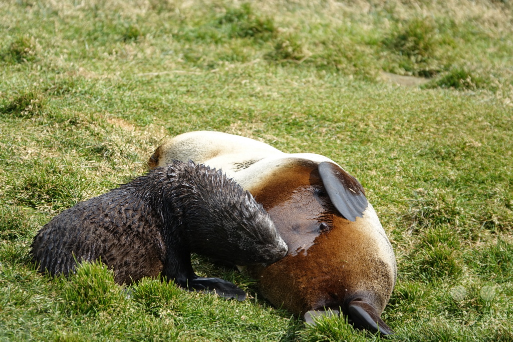 Südgeorgien und Südliche Sandwichsinseln - Grytviken