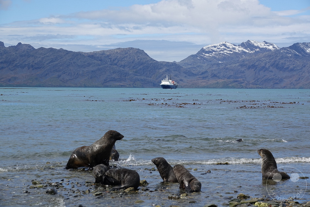 Südgeorgien und Südliche Sandwichsinseln - Grytviken