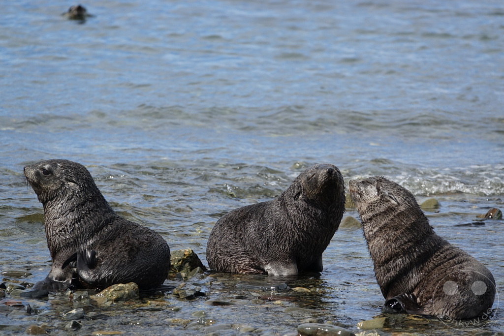 Südgeorgien und Südliche Sandwichsinseln - Grytviken