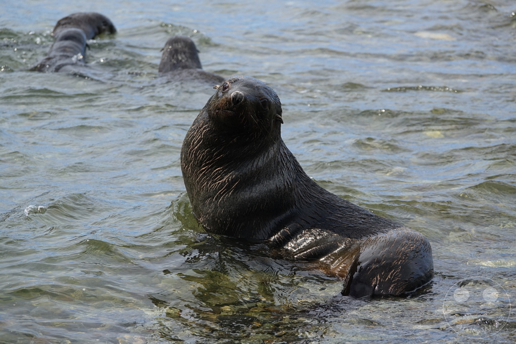 Südgeorgien und Südliche Sandwichsinseln - Grytviken