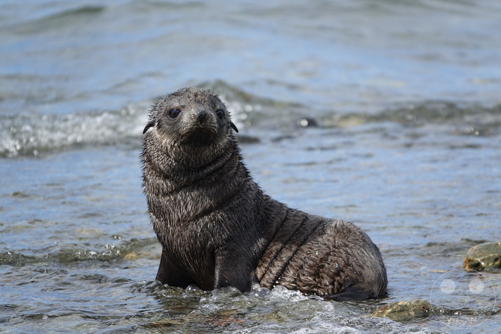 Südgeorgien und Südliche Sandwichsinseln - Grytviken