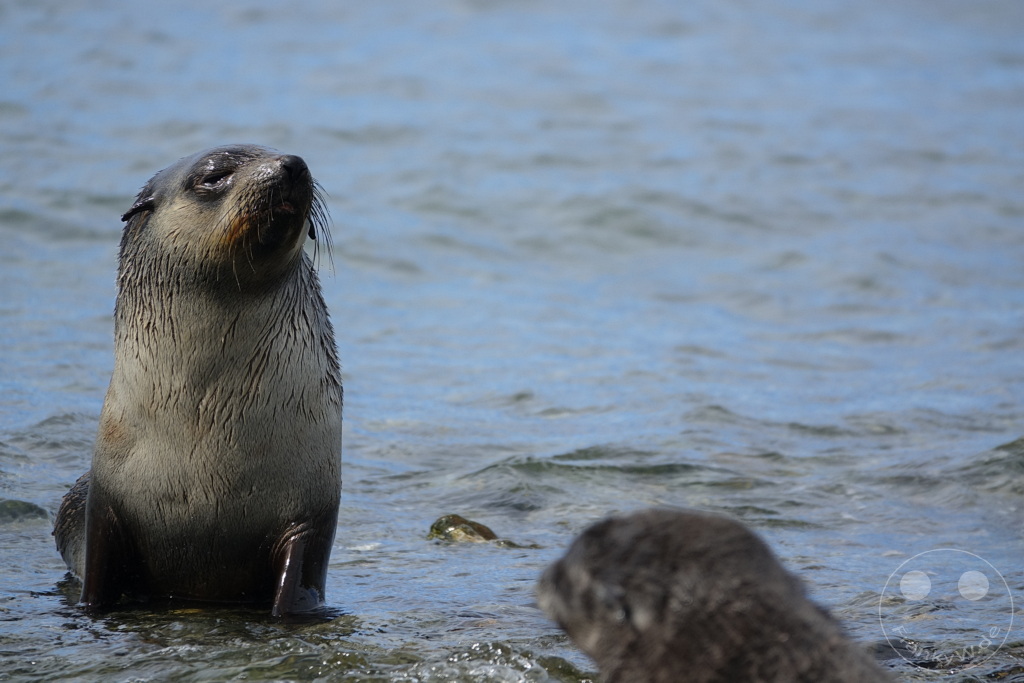 Südgeorgien und Südliche Sandwichsinseln - Grytviken