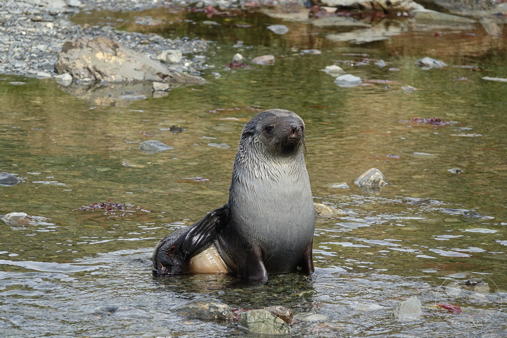 Südgeorgien und Südliche Sandwichsinseln - Grytviken
