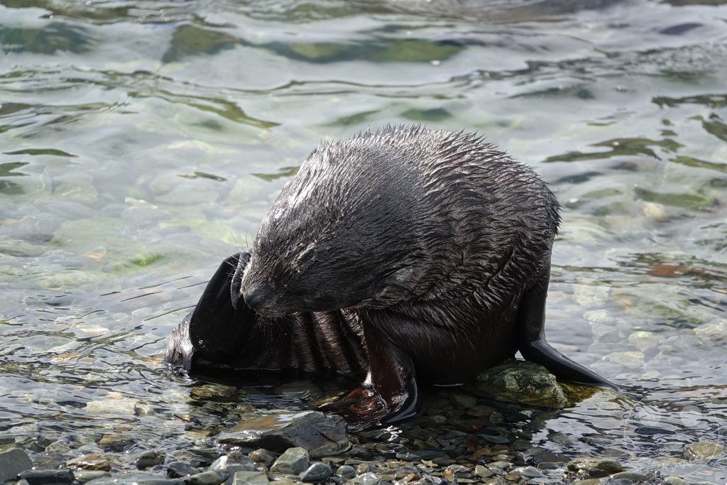 Südgeorgien und Südliche Sandwichsinseln - Grytviken