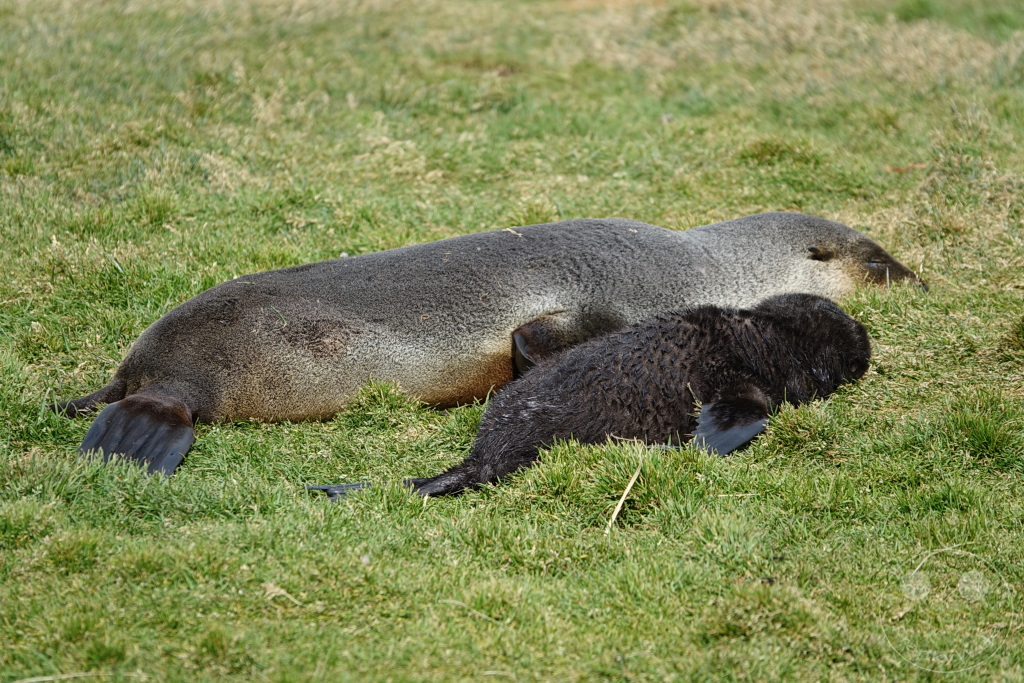 Südgeorgien und Südliche Sandwichsinseln - Grytviken