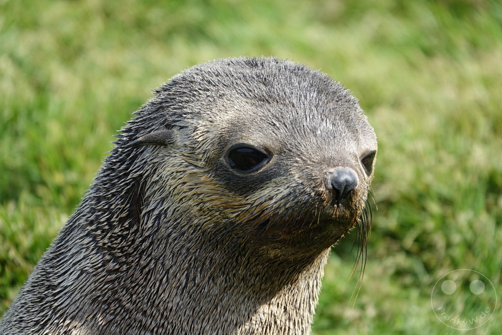 Südgeorgien und Südliche Sandwichsinseln - Grytviken