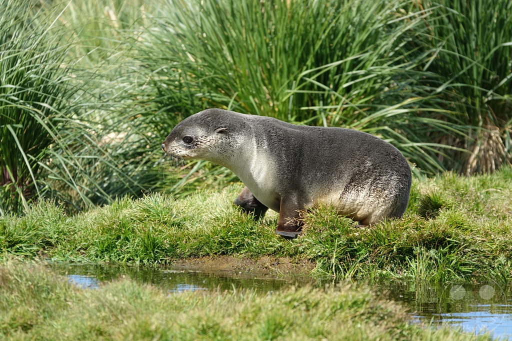 Südgeorgien und Südliche Sandwichsinseln - Grytviken