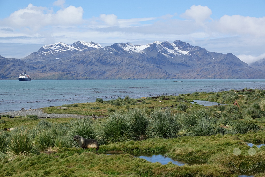 Südgeorgien und Südliche Sandwichsinseln - Grytviken