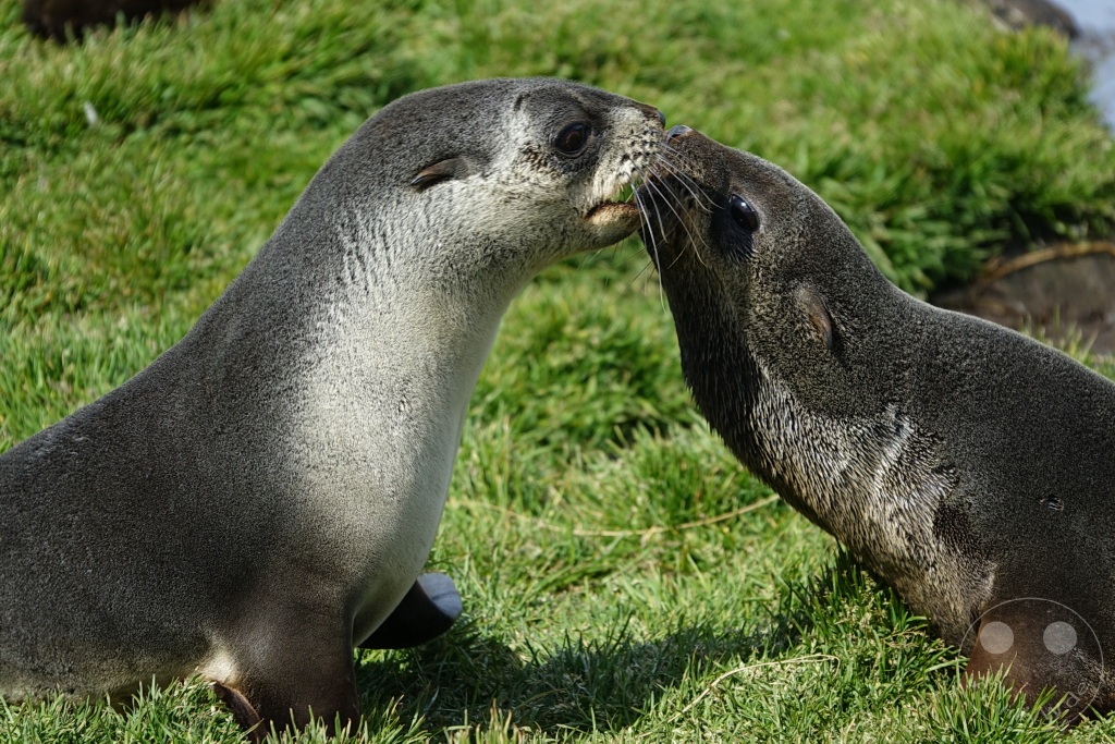 Südgeorgien und Südliche Sandwichsinseln - Grytviken