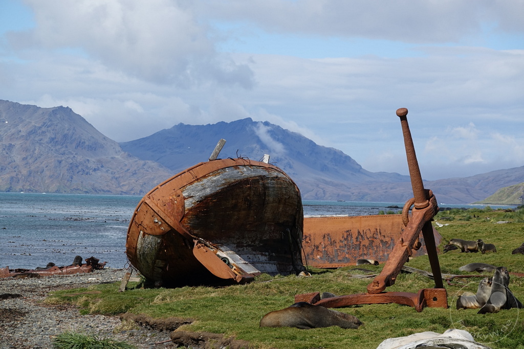 Südgeorgien und Südliche Sandwichsinseln - Grytviken