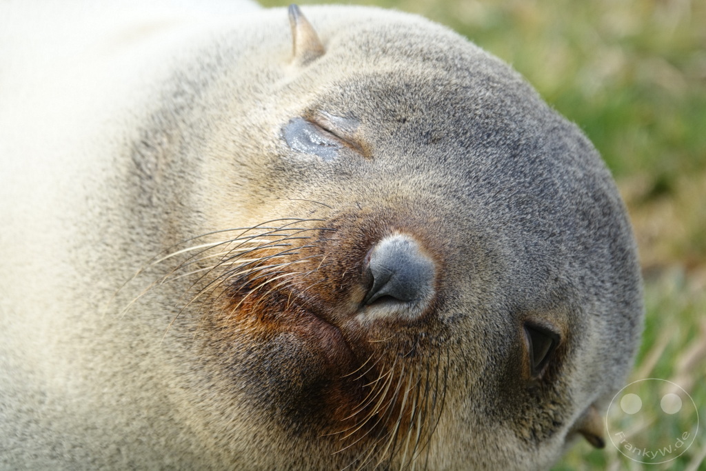 Südgeorgien und Südliche Sandwichsinseln - Grytviken