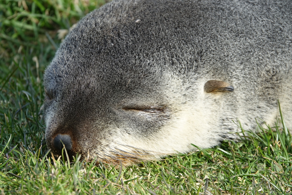 Südgeorgien und Südliche Sandwichsinseln - Grytviken