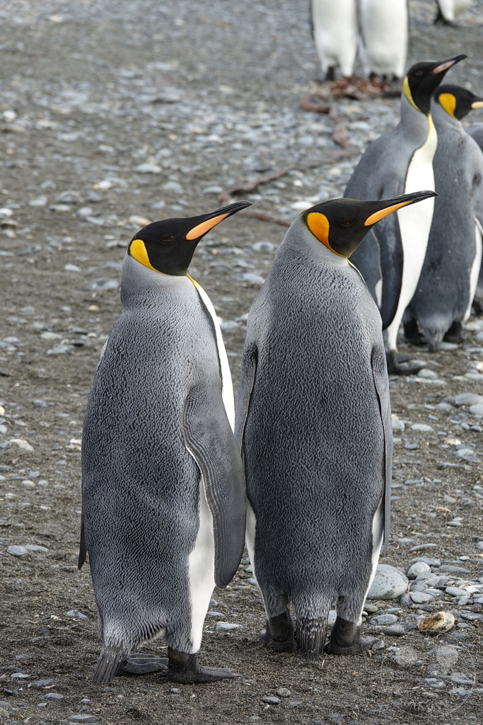 Südgeorgien und Südliche Sandwichsinseln - Sunset-Fjord
