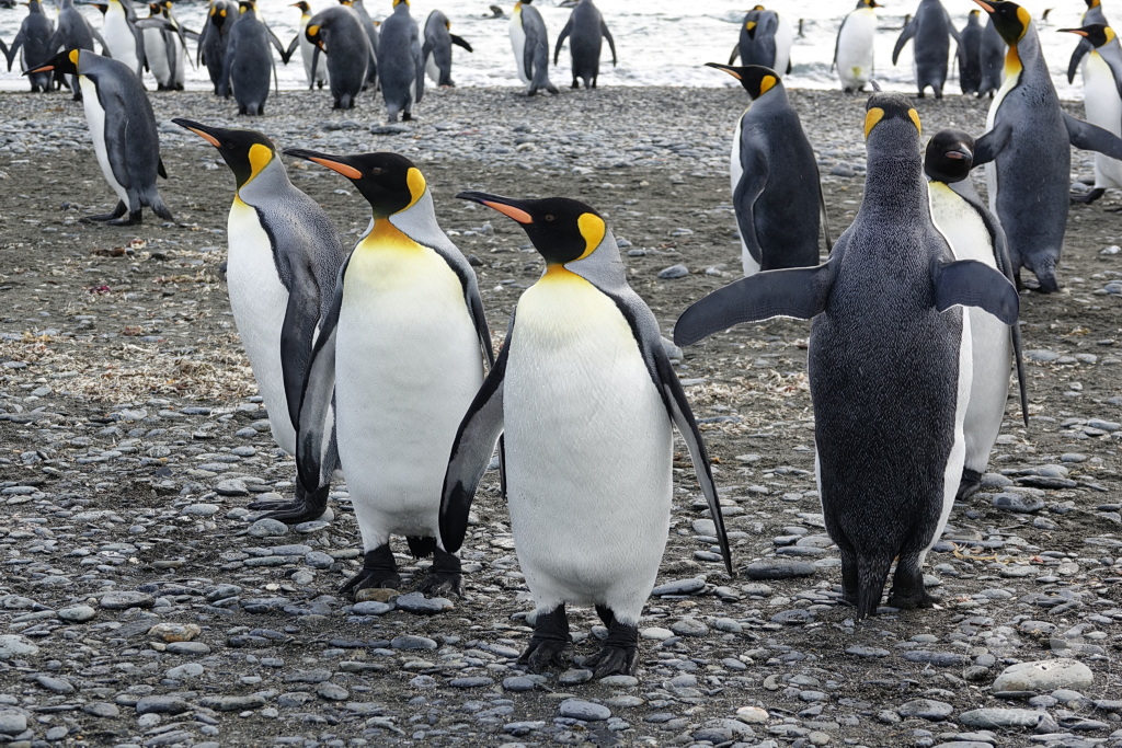 Südgeorgien und Südliche Sandwichsinseln - Sunset-Fjord