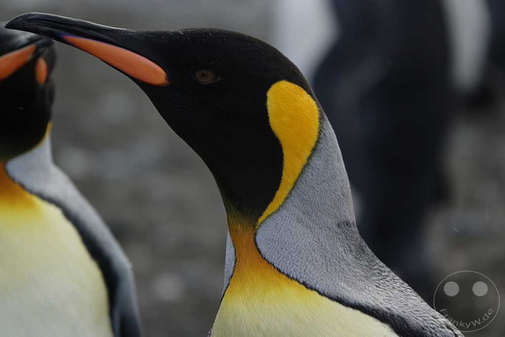Südgeorgien und Südliche Sandwichsinseln - Sunset-Fjord