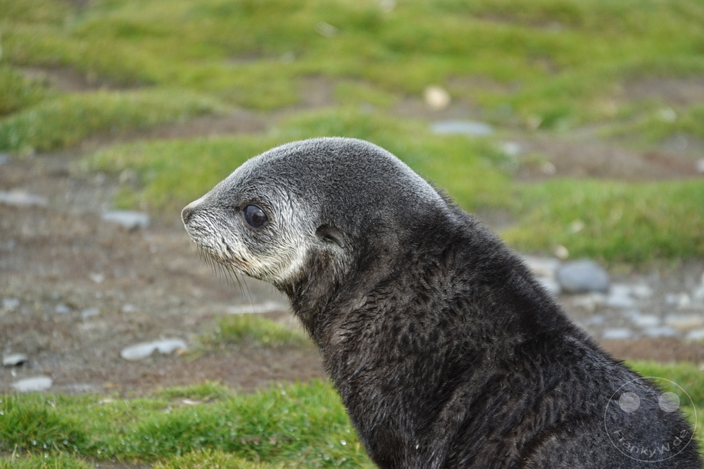 Südgeorgien und Südliche Sandwichsinseln - Sunset-Fjord
