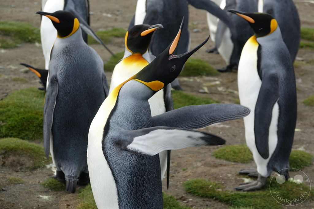 Südgeorgien und Südliche Sandwichsinseln - Sunset-Fjord