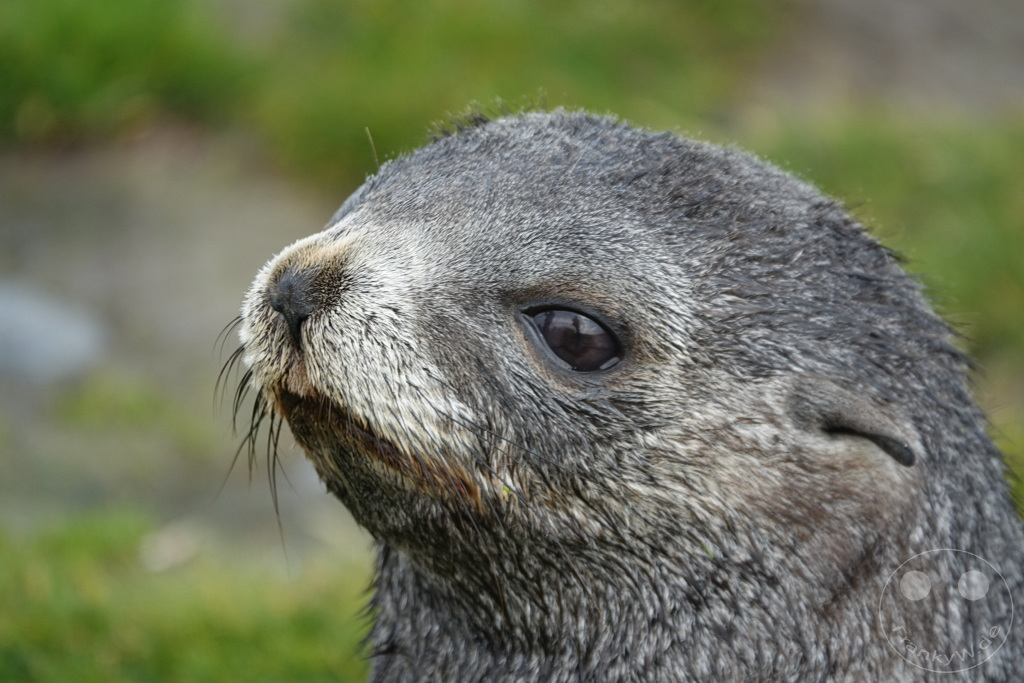 Südgeorgien und Südliche Sandwichsinseln - Sunset-Fjord