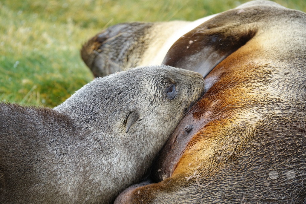 Südgeorgien und Südliche Sandwichsinseln - Sunset-Fjord