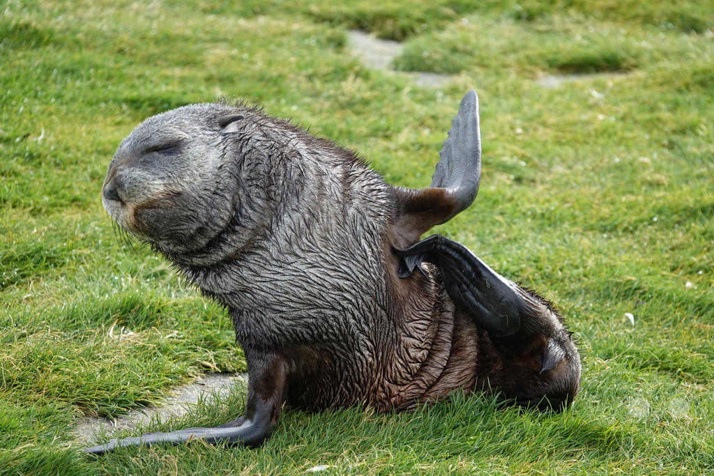 Südgeorgien und Südliche Sandwichsinseln - Sunset-Fjord