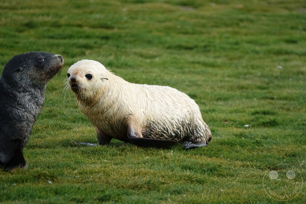 Südgeorgien und Südliche Sandwichsinseln - Sunset-Fjord