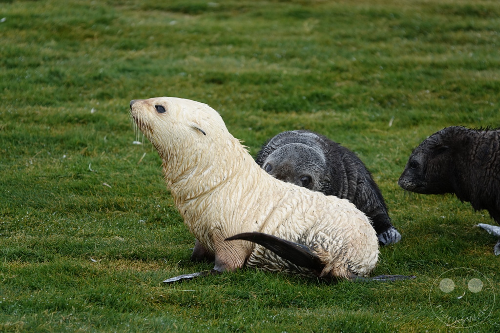 Südgeorgien und Südliche Sandwichsinseln - Sunset-Fjord
