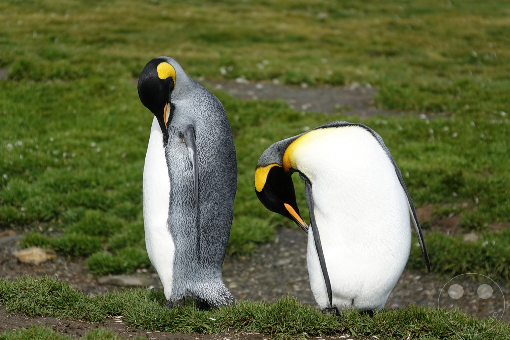 Südgeorgien und Südliche Sandwichsinseln - Sunset-Fjord