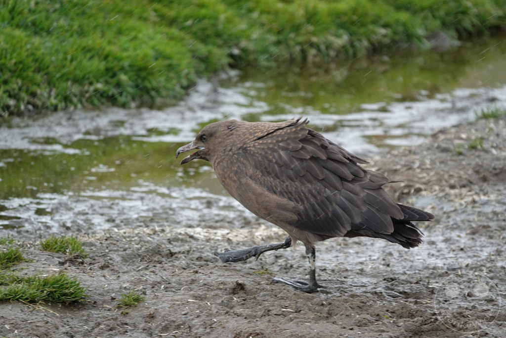Südgeorgien und Südliche Sandwichsinseln - Sunset-Fjord