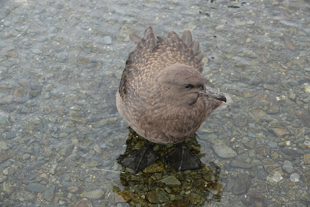 Südgeorgien und Südliche Sandwichsinseln - Sunset-Fjord