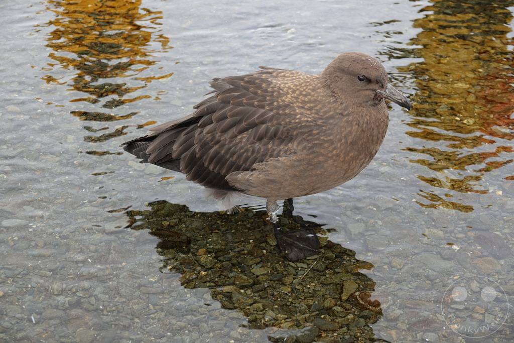 Südgeorgien und Südliche Sandwichsinseln - Sunset-Fjord