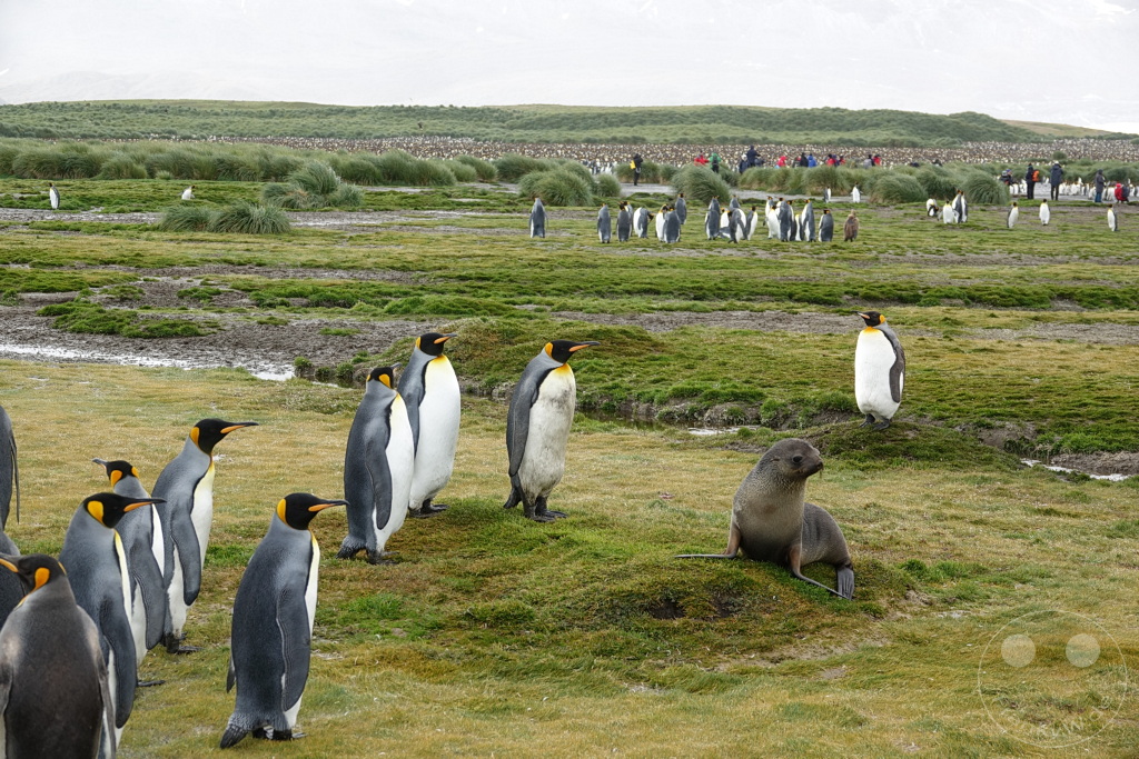 Südgeorgien und Südliche Sandwichsinseln - Sunset-Fjord