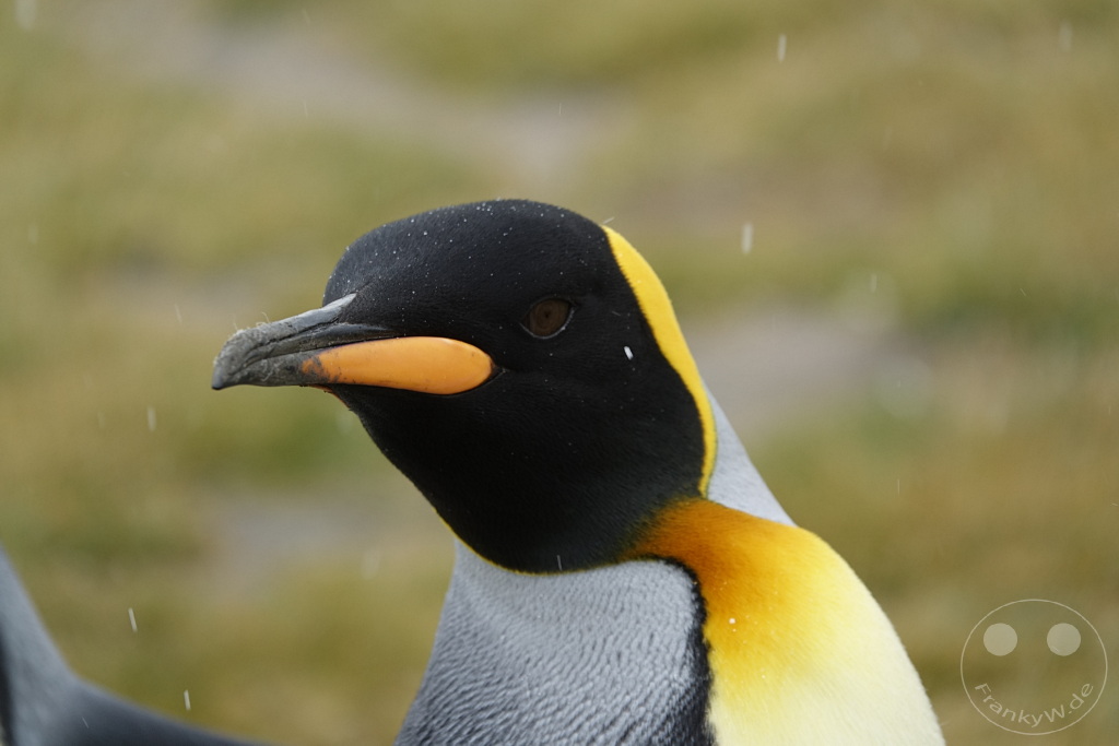 Südgeorgien und Südliche Sandwichsinseln - Sunset-Fjord