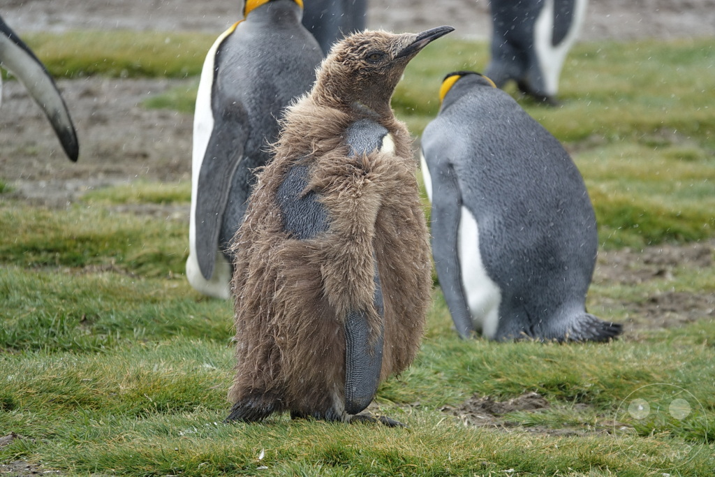 Südgeorgien und Südliche Sandwichsinseln - Sunset-Fjord