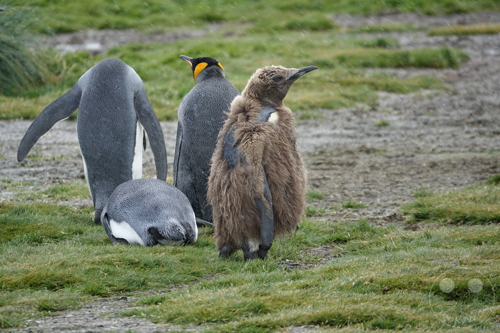 Südgeorgien und Südliche Sandwichsinseln - Sunset-Fjord