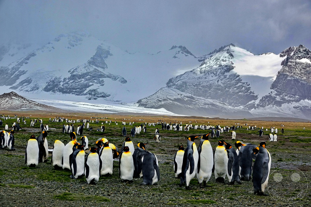 Südgeorgien und Südliche Sandwichsinseln - Sunset-Fjord